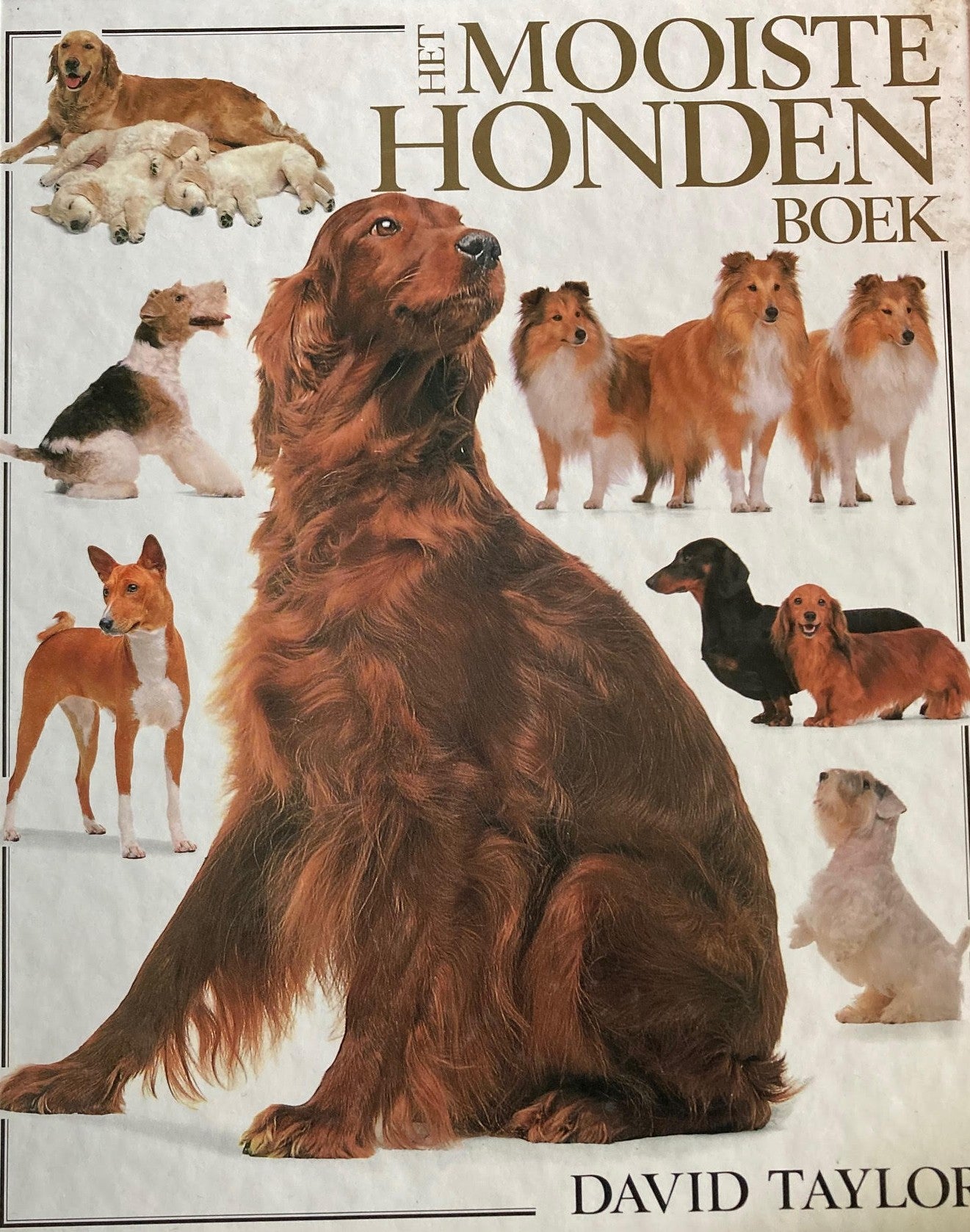 Het Mooiste hondenboek - David Taylor